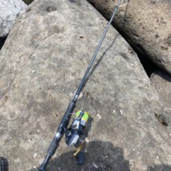 ゴールデンウィークのサラシヒラスズキ！！