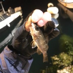 初江田島メバリング