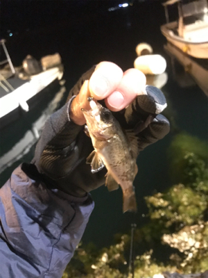 初江田島メバリング