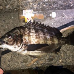 シーバス釣行でマチヌ