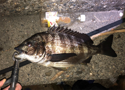 シーバス釣行でマチヌ