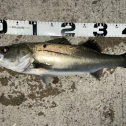 バチシー行ってきました