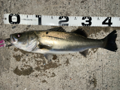 バチシー行ってきました