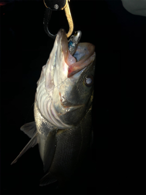 まあまあサイズ