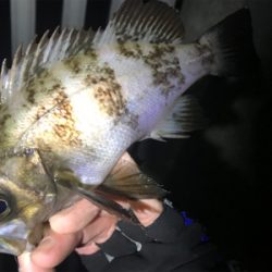 連休メバリング