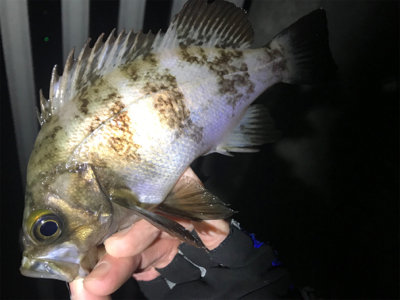 連休メバリング