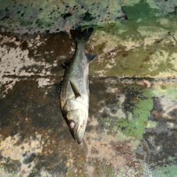 今日もバチシー