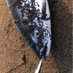 サクラマス ジグミノー ワイルドボーイ28g