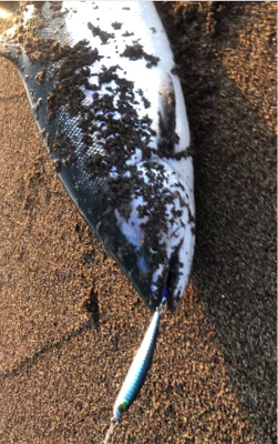 サクラマス ジグミノー ワイルドボーイ28g