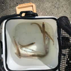 キスちょい投げ