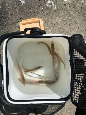 キスちょい投げ