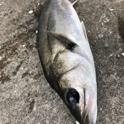 爆風のなかエビ撒き