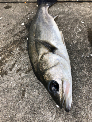 爆風のなかエビ撒き