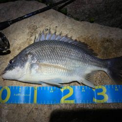 淀川ブリームゲーム