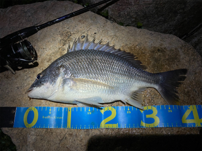 淀川ブリームゲーム