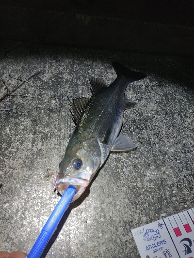 バチパターン調査