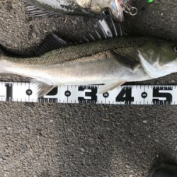 ロッド入魂完了