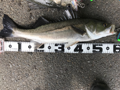 ロッド入魂完了