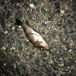 メバルたくさん