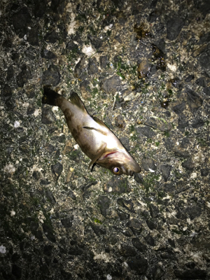 メバルたくさん