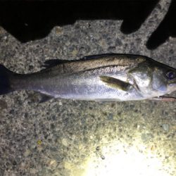 バチ抜けシーバス