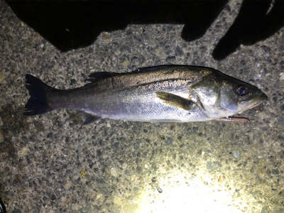 バチ抜けシーバス