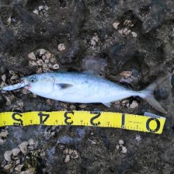 ハマチだけ鰤は出ず