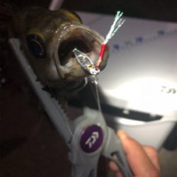 密を避けての釣行