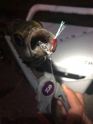 密を避けての釣行