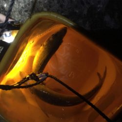 爆風の中でもアジ爆釣