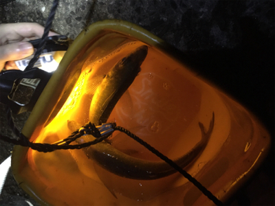 爆風の中でもアジ爆釣