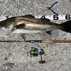 バチ抜けシーバス