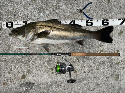 バチ抜けシーバス