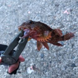 エギングからのメバリング