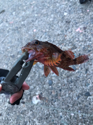 エギングからのメバリング