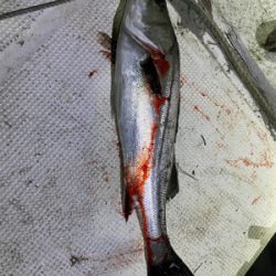 シーバス&ニゴイ