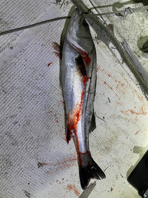 シーバス&ニゴイ