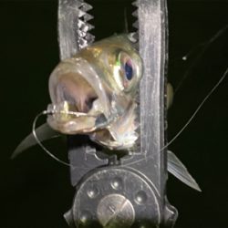 みどりの日、アジング