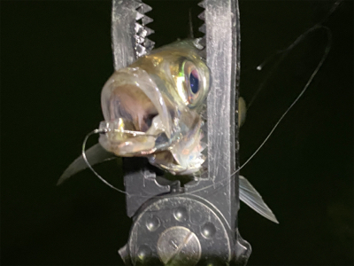 みどりの日、アジング