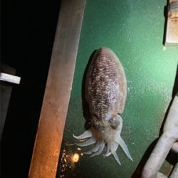 メバリングでまさかのゲスト！