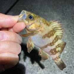 GWメバリング釣行