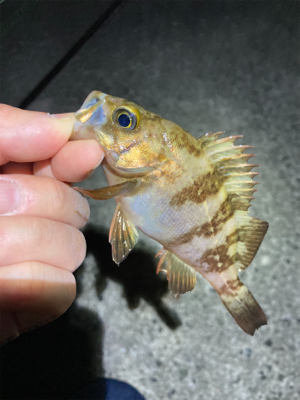 GWメバリング釣行