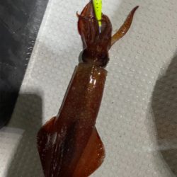 大剣狙いイカメタル