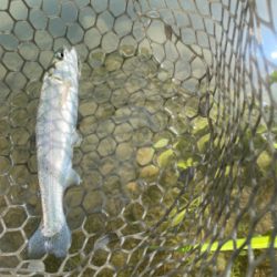 蛇尾川フィッシングエリア