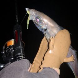 アジング練習　290　