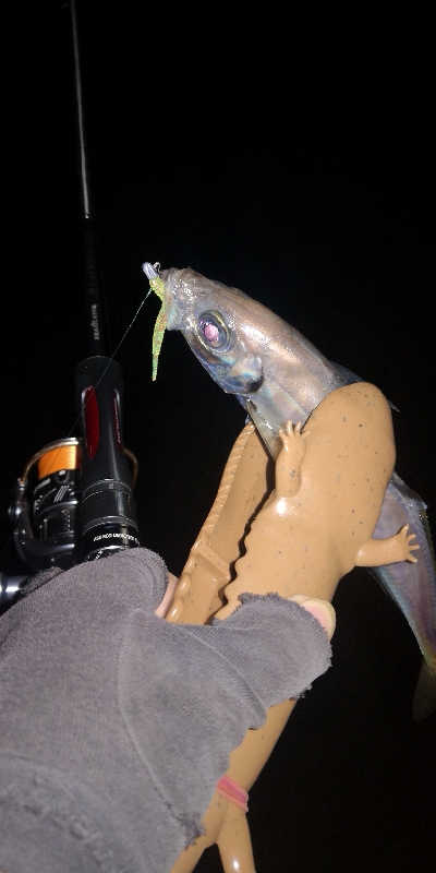 アジング練習　290　