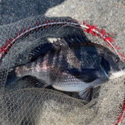 湾奥で良型ノッコミ！