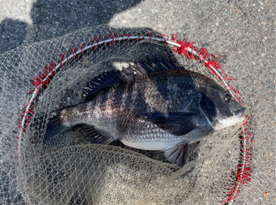 湾奥で良型ノッコミ！