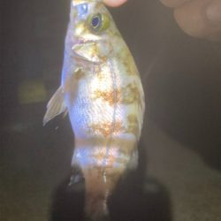 サイズアップ出来ず…