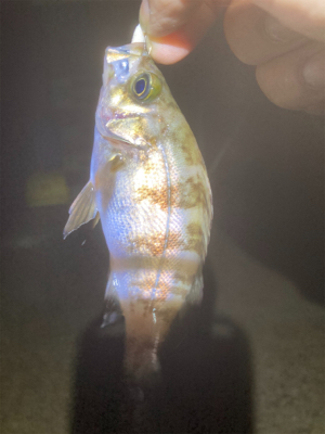 サイズアップ出来ず…